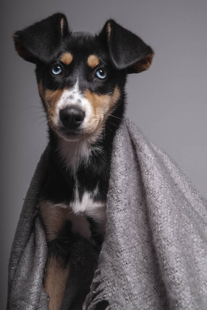 A vertical shot of a sitting Japanese terrier covered with a blanket - Fotó, kép