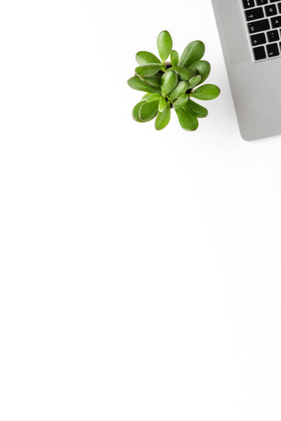 Business concept with laptop and small succulent isolated on white background. Office desktop - Φωτογραφία, εικόνα