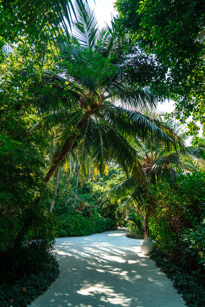 Scenic footpath through lush tropical vegetation and green palm tree forest on an exotic Maldives island on a sunny bright day. - Foto, afbeelding