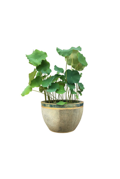 Isolated waterlilyor lotus plant in a mable pot with clipping paths. - Photo, Image