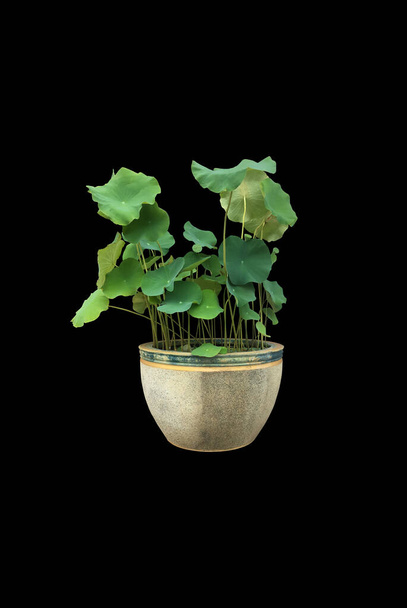 Geïsoleerde waterlelie of lotusplant in een eetbare pot met knippaden. - Foto, afbeelding