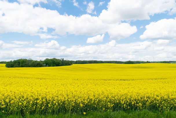 Blick auf ein Feld mit gelbem Raps vor blauem Himmel mit weißen Wolken - Foto, Bild