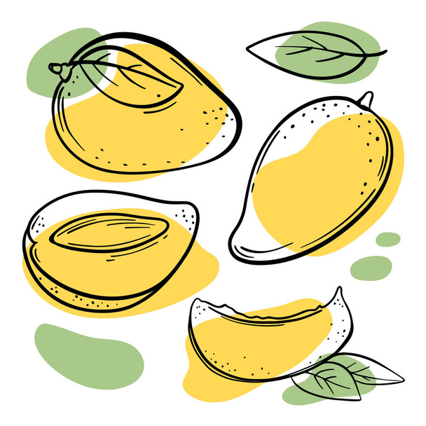 YELLOW MANGO Delicious Tropical Fruit Whole And Slices With Leaves For Design Of Organic Natural Products Shop And Dessert Drinks In Sketch Vector Illustration Set - Вектор,изображение