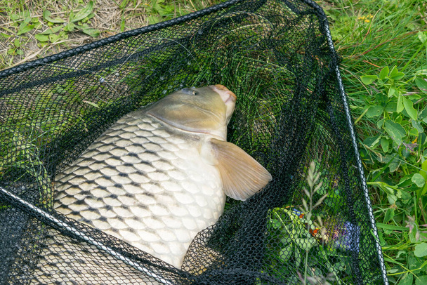 Yakalanmış bir sazan balığı çimlerin üzerinde bir iniş ağında yatıyor. - Fotoğraf, Görsel