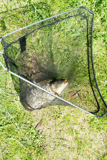 Vista de uma carpa capturada deitada em uma rede de desembarque em um lago - Foto, Imagem