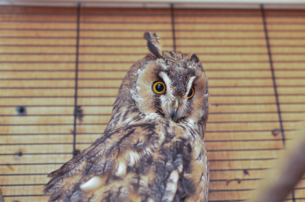 Long-eared owl in a cage - Fotoğraf, Görsel