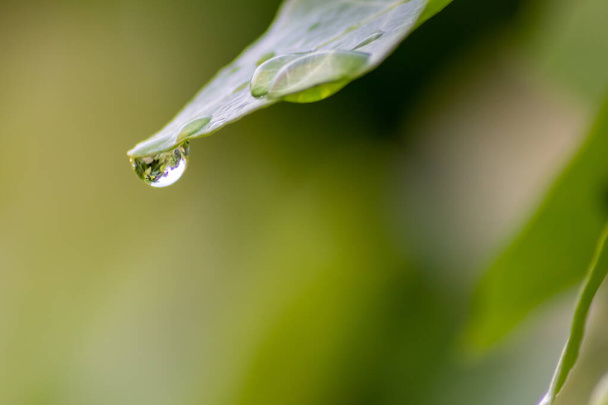 Kristalheldere regen druppels op een groen blad met lotus effect in een gemeenschappelijke tuin toont een gezonde omgeving na regen en zuiverheid frisheid met water druppel reflectie mooie zen meditatie achtergrond - Foto, afbeelding