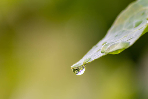 Kristallinkirkas sade putoaa vihreään lehteen lootusvaikutuksella yhteisessä puutarhassa osoittaa tervettä ympäristöä sateen ja puhtauden jälkeen tuoreus vesipisaralla heijastus kaunis zen meditaatio tausta - Valokuva, kuva