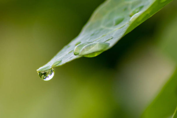 gouttes de pluie cristalline sur une feuille verte avec effet lotus dans un jardin commun montre un environnement sain après la pluie et la pureté fraîcheur avec reflet de goutte d'eau beau fond de méditation zen - Photo, image