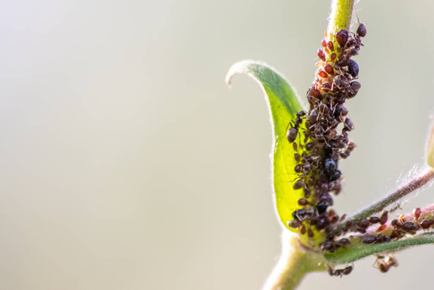 Muchas hormigas de jardín que pastorean perlas de plantas para la producción de mielada ordeñándolas como ecosistema simbiótico y protegiendo su rebaño como agricultura de colaboración y control de plagas de formica rufa y hexapoda - Foto, Imagen