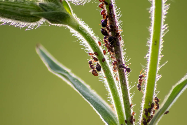 Molte formiche da giardino che allevano pidocchi di piante per la produzione di melata mungendoli come ecosistema simbiotico e proteggendo il loro gregge come collaborazione e coltivazione di controllo dei parassiti di formica rufa e esapoda. - Foto, immagini