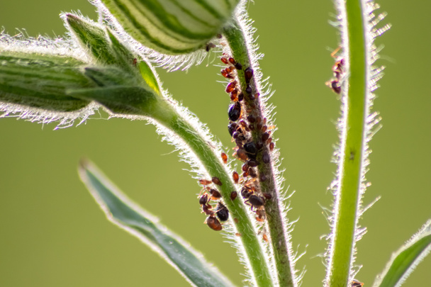 Molte formiche da giardino che allevano pidocchi di piante per la produzione di melata mungendoli come ecosistema simbiotico e proteggendo il loro gregge come collaborazione e coltivazione di controllo dei parassiti di formica rufa e esapoda. - Foto, immagini