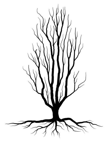 Black Branch Tree o alberi nudi e silhouette di radici. Illustrazioni isolate a mano. - Vettoriali, immagini