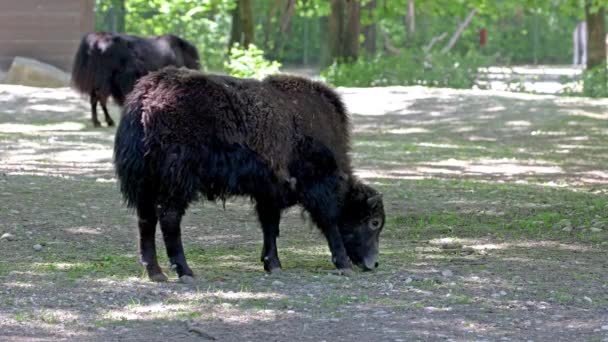Jeune bébé yak domestique, Bos grunniens. Un bovidé domestiqué aux cheveux longs que l'on trouve dans toute la région himalayenne du sous-continent indien, le plateau tibétain et aussi loin au nord que la Mongolie et la Russie.. - Séquence, vidéo