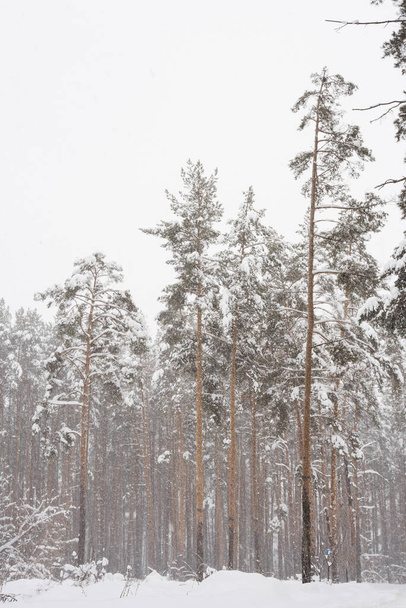 winter pine forest, snowstorm in a pine forest, pine forest, pine trees in the snow  - Fotoğraf, Görsel