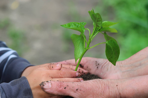 Dziecko trzyma zieloną roślinę na ciemnobrązowej ziemi, sadzonki pieprzu. Charakter, ukierunkowanie selektywne - Zdjęcie, obraz