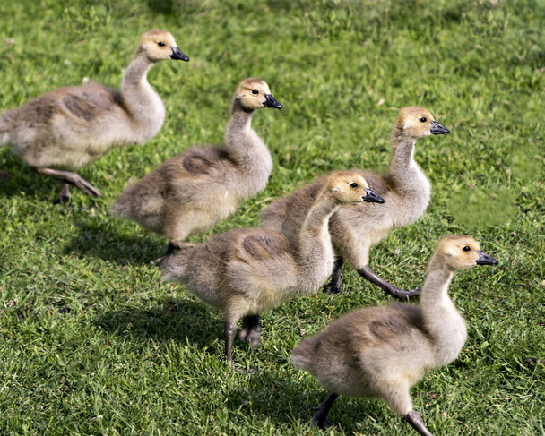 Canada Gosling birds marching on grass towards the right side in their environment and habitat surrounding. Image. Photo. Portrait. - Photo, Image
