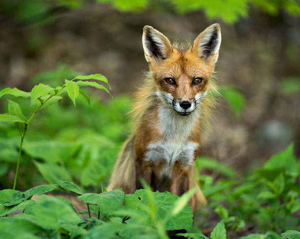 Red Fox head shot close-up profile view with foliage foreground and background  and looking at camera in its environment and habitat. Picture. Photo. Portrait. Fox Image. - Photo, Image