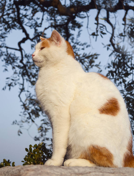 Μια ανοιχτόχρωμη γάτα με κόκκινες κηλίδες κάθεται στο φόντο του ουρανού και σιλουέτες των κλαδιών από ένα δέντρο. - Φωτογραφία, εικόνα