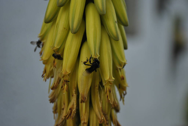 Сбор пчел в саду - Фото, изображение