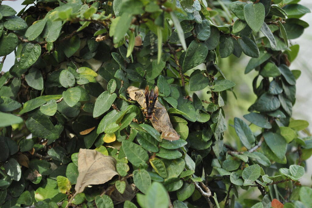 Paper wasp in the garden - Photo, Image