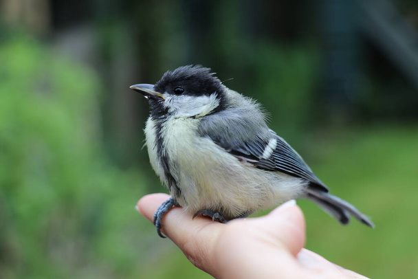 young great tit bird sitting on a woman's hand - Foto, imagen