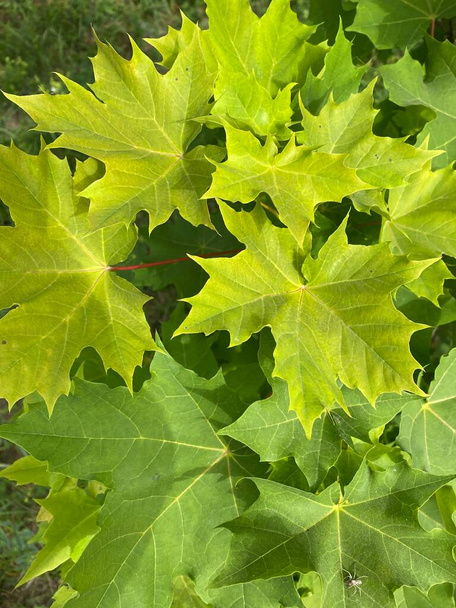 Green-yellow maple leaves close-up view. Summer nature. - Foto, immagini