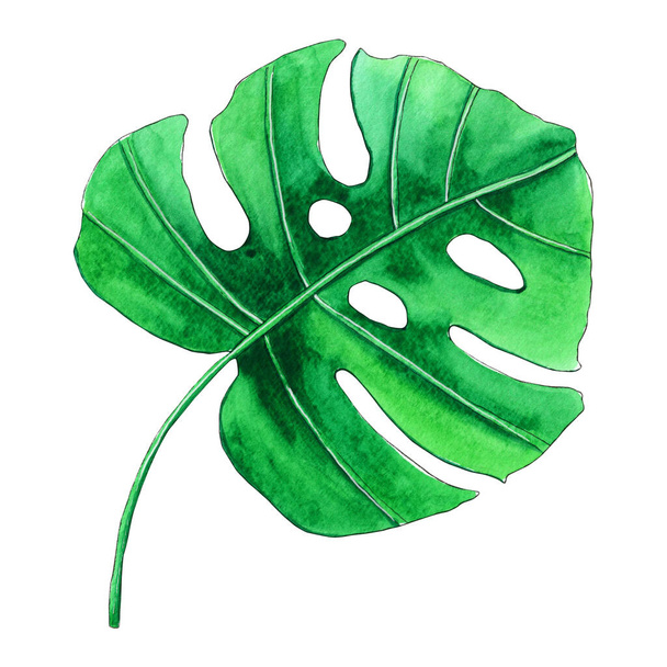 Hand painted watercolor Monstera leaf. - Photo, Image