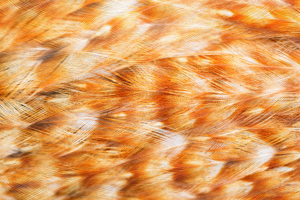 světlé hnědé peří - Fotografie, Obrázek