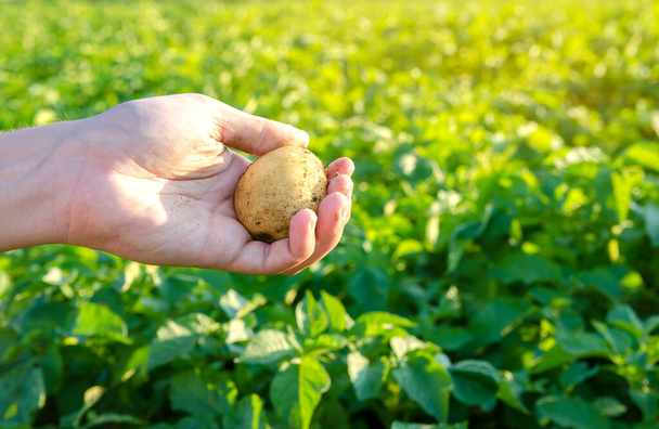 Patatas jóvenes frescas en manos de un agricultor en el fondo de las plantaciones de patata agrícola. Cosecha de cultivos agrícolas. Verduras orgánicas frescas. La agricultura. Enfoque selectivo - Foto, Imagen