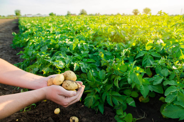 Fresh young potatoes in the hands of a farmer on the background of agricultural potato plantations. Harvesting agriculture crops. Fresh organic vegetables. Farming. Selective focus - Φωτογραφία, εικόνα