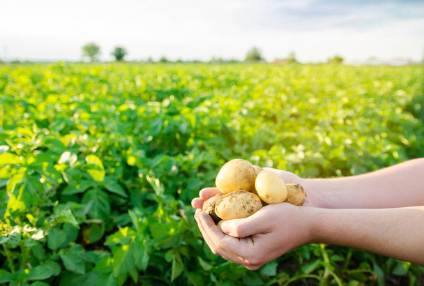 Čerstvé mladé brambory v rukou zemědělce na pozadí zemědělských sadů brambor. Sklizeň zemědělských plodin. Čerstvá organická zelenina. Farmaření. Selektivní zaměření - Fotografie, Obrázek