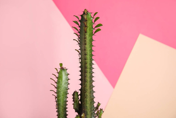 Beautiful cactus on color background. Tropical plant - Fotoğraf, Görsel