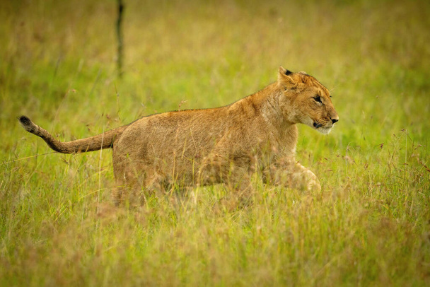 Löwenjunges springt durch Gras und hebt Pfoten - Foto, Bild