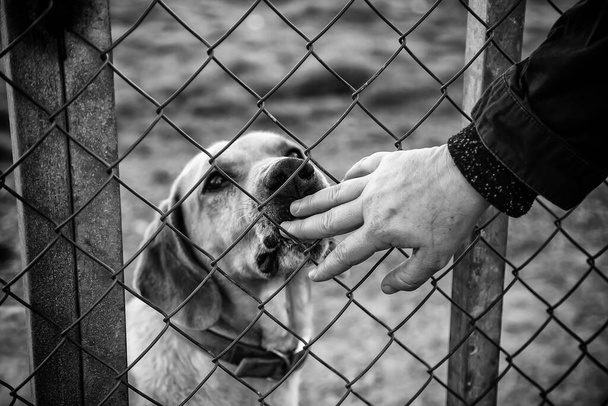 Detalle de mascotas abandonadas y solitarias, amor y cuidado de animales - Foto, Imagen