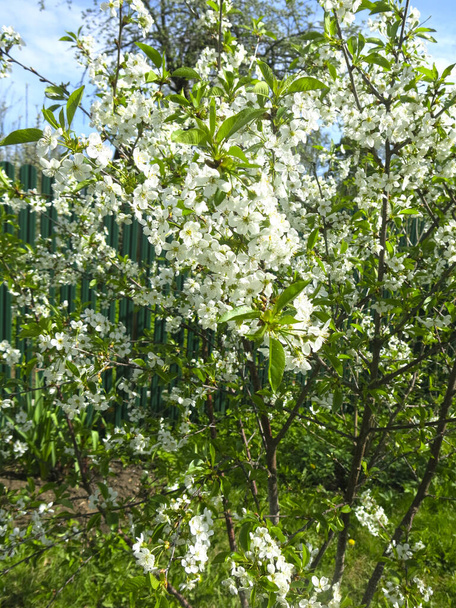 cerezo blanco florece exuberantemente en la primavera en el jardín - Foto, imagen