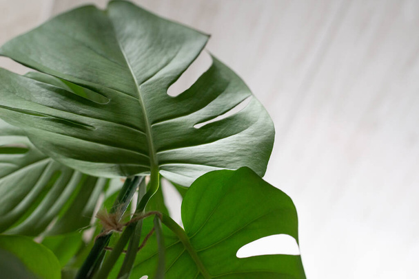 Green plant monstera on a white background.  - Photo, Image