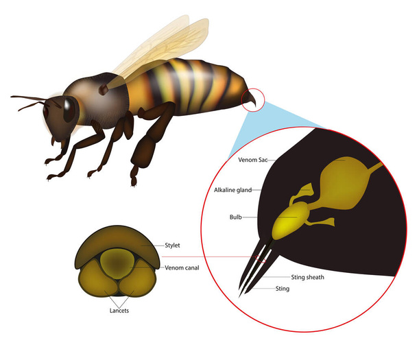 ミツバチの巣の構造。スティンガー装置の構造. - ベクター画像