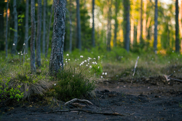 Een boslandschap met katoengras dat groeit in het natte bosgebied. Zomer landschap van Noord-Europa. - Foto, afbeelding