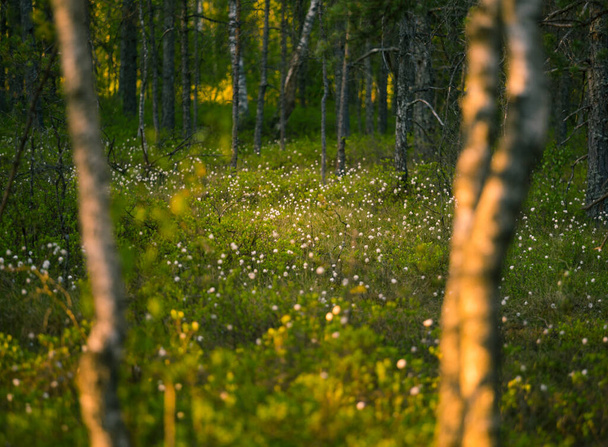Un hermoso paisaje de verano con hierba de algodón creciendo y floreciendo en la zona pantanosa del bosque. Paisajes veraniegos del norte de Europa. - Foto, imagen