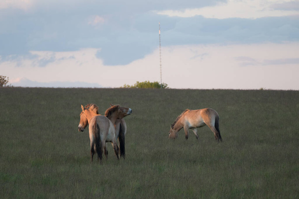 divoké koně na louce při západu slunce - Fotografie, Obrázek