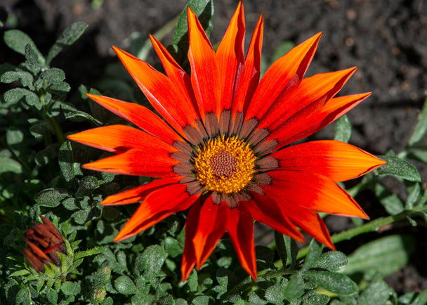Red Gazania flower close up. Gazania rigens (Treasure Flower, African daisy) top view. - Photo, Image
