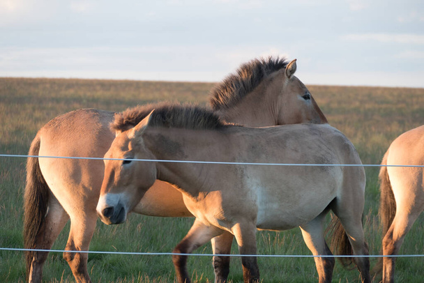 luonnonvaraiset hevoset niityllä auringonlaskussa - Valokuva, kuva