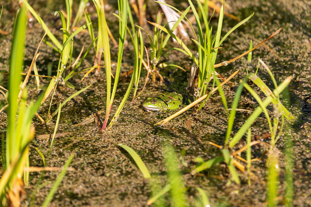 Ένας πράσινος βάτραχος βρίσκεται στην επιφάνεια μιας λίμνης. Γύρω από το βάτραχο υπάρχουν πράσινες νιφάδες χόρτου. - Φωτογραφία, εικόνα