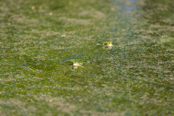 Зеленая лягушка лягушка лежит на поверхности пруда. Вокруг лягушки зеленые хлопья травы. - Фото, изображение