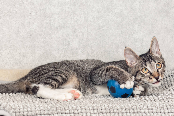 A striped mongrel kitten plays with a blue small ball. - Foto, imagen