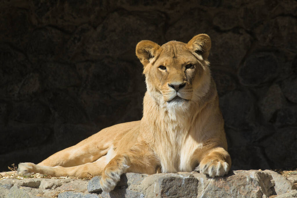 Retrato de cerca de una leona adulta mentirosa. Foto de la vida animal. Un gato salvaje muy grande. - Foto, imagen