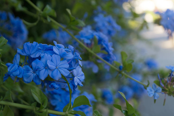 Beautiful hydrangeas with blue flowers. Blue colored ornamental plant of the Hydrangeaceae family. Selective focus. - Photo, Image