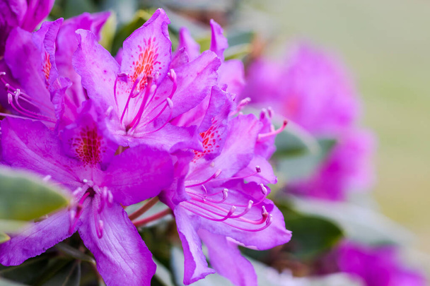 Rhododendron flowers on the Mont de Cerisy-Belle-Etoile (Normandy) - Photo, Image
