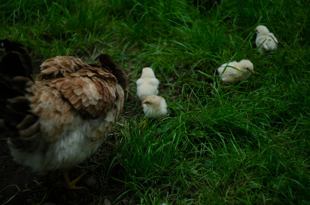 Großaufnahme einer Hühnermutter mit ihren Küken im Gras - Foto, Bild